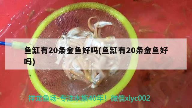 魚缸有20條金魚好嗎(魚缸有20條金魚好嗎) 祥龍進口元寶鳳凰魚