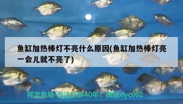 魚(yú)缸加熱棒燈不亮什么原因(魚(yú)缸加熱棒燈亮一會(huì)兒就不亮了) 哥倫比亞巨暴魚(yú)苗