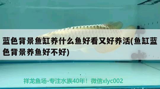 藍(lán)色背景魚缸養(yǎng)什么魚好看又好養(yǎng)活(魚缸藍(lán)色背景養(yǎng)魚好不好) 飛鳳魚苗