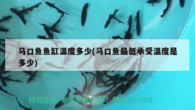 馬口魚魚缸溫度多少(馬口魚最低承受溫度是多少) 喂食器