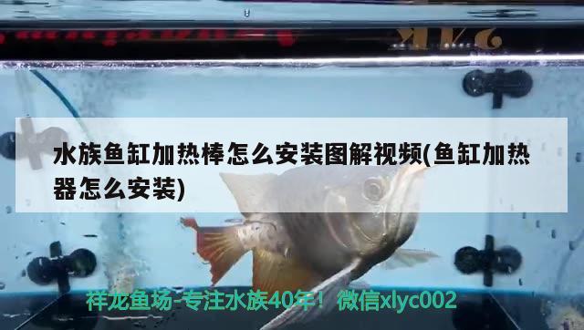 水族魚缸加熱棒怎么安裝圖解視頻(魚缸加熱器怎么安裝) 細線銀版魚