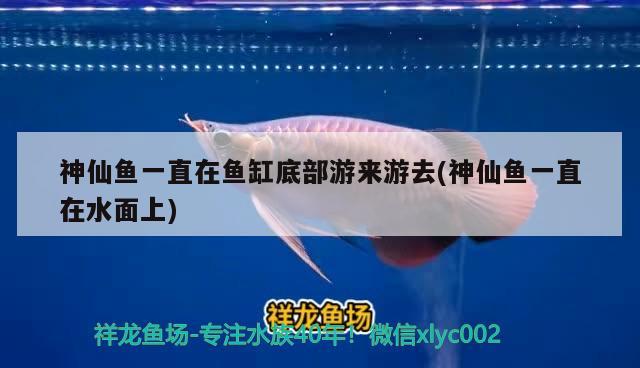 神仙魚一直在魚缸底部游來游去(神仙魚一直在水面上) 巨骨舌魚