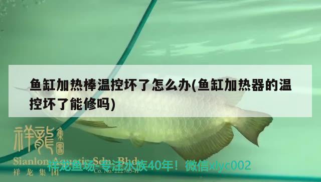 魚缸加熱棒溫控壞了怎么辦(魚缸加熱器的溫控壞了能修嗎)