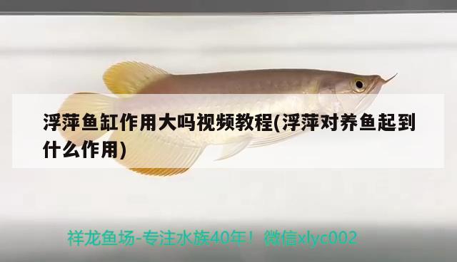 浮萍魚缸作用大嗎視頻教程(浮萍對養(yǎng)魚起到什么作用)