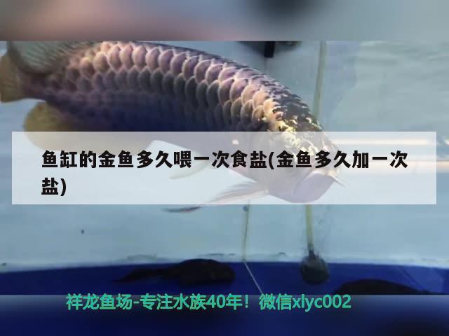 魚缸的金魚多久喂一次食鹽(金魚多久加一次鹽)