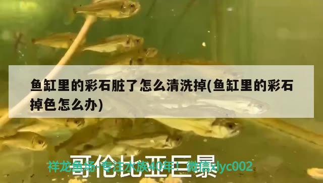 魚缸里的彩石臟了怎么清洗掉(魚缸里的彩石掉色怎么辦)