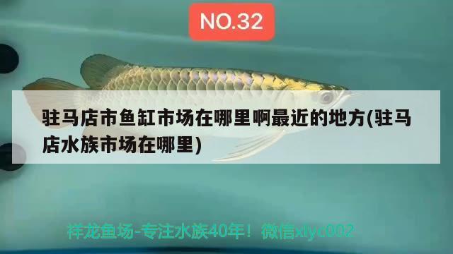 駐馬店市魚缸市場在哪里啊最近的地方(駐馬店水族市場在哪里)