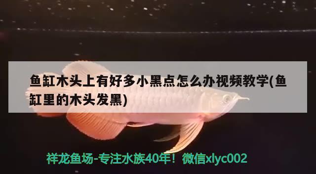 魚缸木頭上有好多小黑點怎么辦視頻教學(魚缸里的木頭發(fā)黑) 大湖紅龍魚