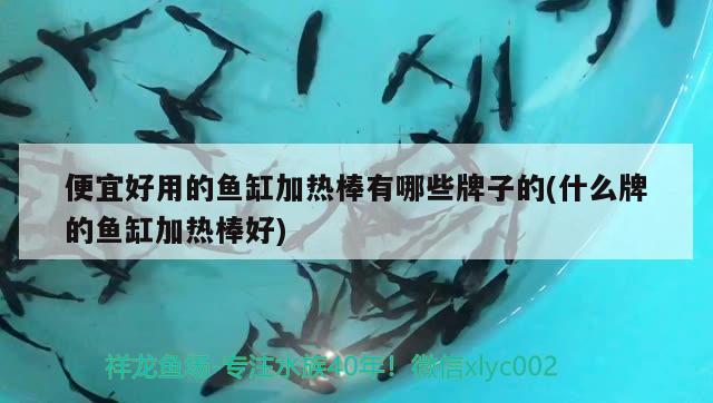 便宜好用的魚缸加熱棒有哪些牌子的(什么牌的魚缸加熱棒好)