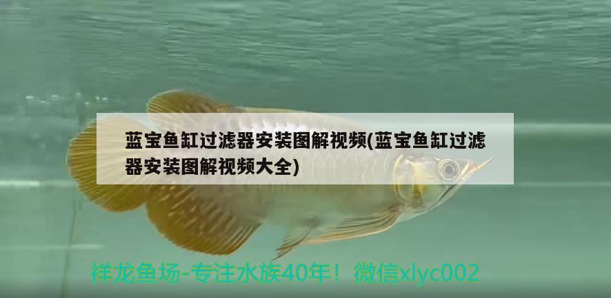 藍(lán)寶魚(yú)缸過(guò)濾器安裝圖解視頻(藍(lán)寶魚(yú)缸過(guò)濾器安裝圖解視頻大全)