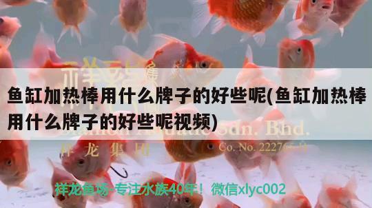 魚缸加熱棒用什么牌子的好些呢(魚缸加熱棒用什么牌子的好些呢視頻)