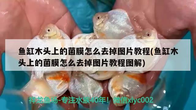 魚缸木頭上的菌膜怎么去掉圖片教程(魚缸木頭上的菌膜怎么去掉圖片教程圖解)