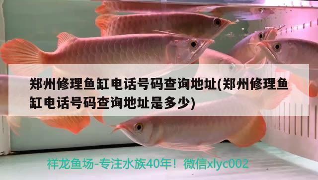 鄭州修理魚缸電話號碼查詢地址(鄭州修理魚缸電話號碼查詢地址是多少) 玫瑰銀版魚