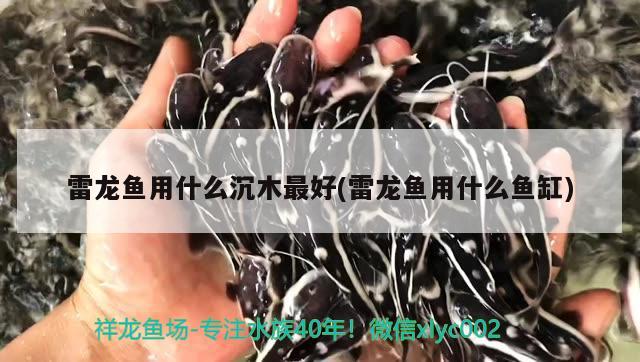 雷龍魚用什么沉木最好(雷龍魚用什么魚缸)