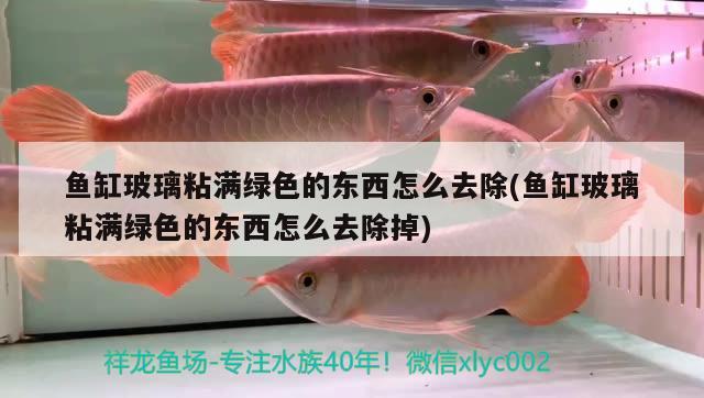 魚缸玻璃粘滿綠色的東西怎么去除(魚缸玻璃粘滿綠色的東西怎么去除掉) 大白鯊魚苗