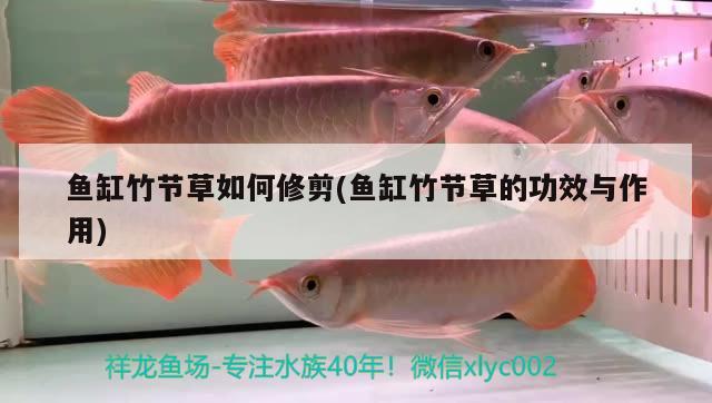 魚缸竹節(jié)草如何修剪(魚缸竹節(jié)草的功效與作用) BD魟魚