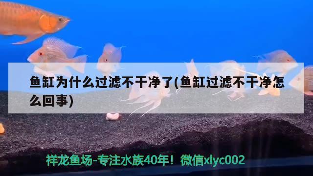 魚缸為什么過濾不干凈了(魚缸過濾不干凈怎么回事) 一眉道人魚苗