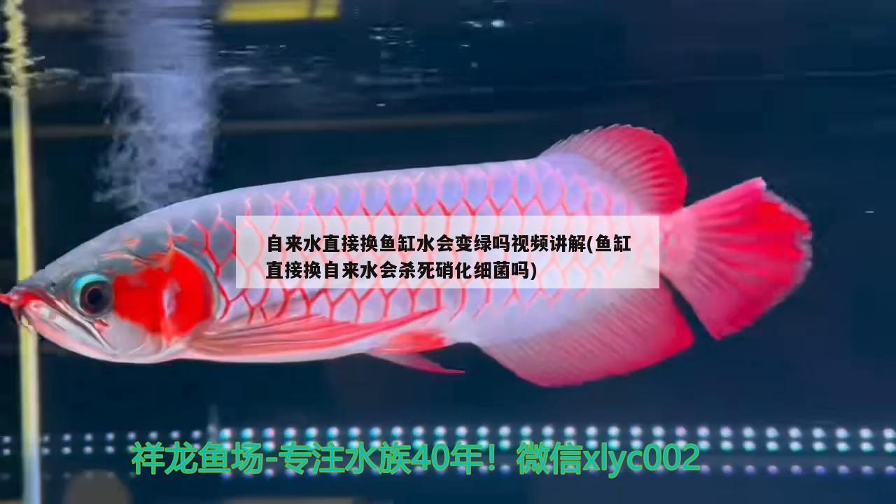 自來(lái)水直接換魚(yú)缸水會(huì)變綠嗎視頻講解(魚(yú)缸直接換自來(lái)水會(huì)殺死硝化細(xì)菌嗎)