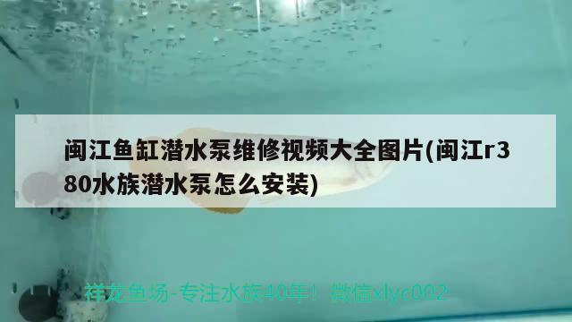 閩江魚缸潛水泵維修視頻大全圖片(閩江r380水族潛水泵怎么安裝)