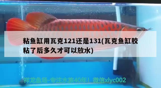 粘魚缸用瓦克121還是131(瓦克魚缸膠粘了后多久才可以放水)