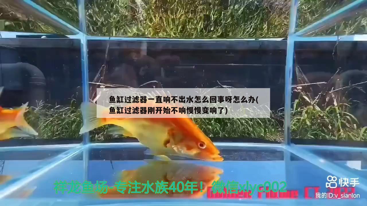 魚缸過濾器一直響不出水怎么回事呀怎么辦(魚缸過濾器剛開始不響慢慢變響了) 新加坡號半紅龍魚（練手級紅龍魚）