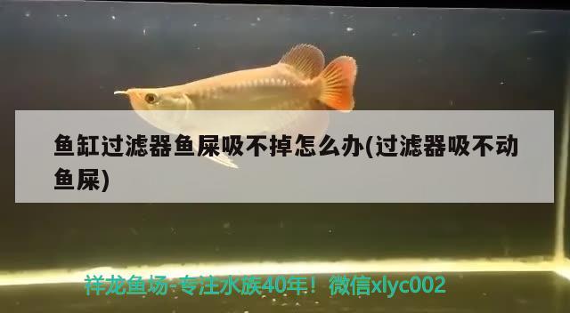 魚(yú)缸過(guò)濾器魚(yú)屎吸不掉怎么辦(過(guò)濾器吸不動(dòng)魚(yú)屎)