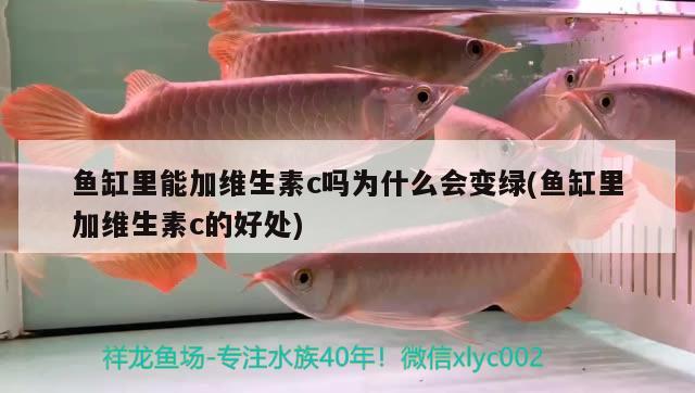 魚缸里能加維生素c嗎為什么會(huì)變綠(魚缸里加維生素c的好處) 豹紋夫魚苗