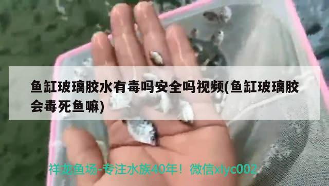 魚缸玻璃膠水有毒嗎安全嗎視頻(魚缸玻璃膠會(huì)毒死魚嘛) 非洲金鼓魚