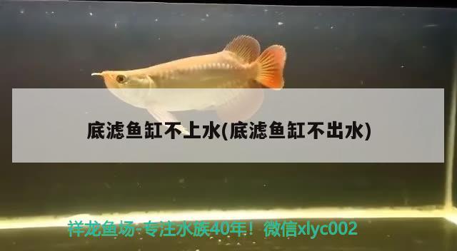 底濾魚缸不上水(底濾魚缸不出水) 熱帶魚魚苗批發(fā)