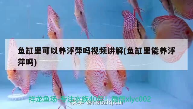 魚(yú)缸里可以養(yǎng)浮萍嗎視頻講解(魚(yú)缸里能養(yǎng)浮萍嗎) 玫瑰銀版魚(yú)