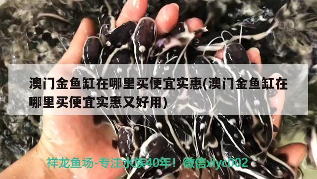 澳門金魚缸在哪里買便宜實(shí)惠(澳門金魚缸在哪里買便宜實(shí)惠又好用)