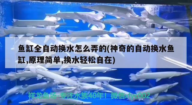 魚缸全自動換水怎么弄的(神奇的自動換水魚缸,原理簡單,換水輕松自在) 祥龍超血紅龍魚 第2張