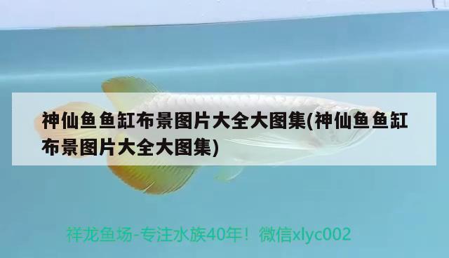 神仙魚魚缸布景圖片大全大圖集(神仙魚魚缸布景圖片大全大圖集) 金老虎魚