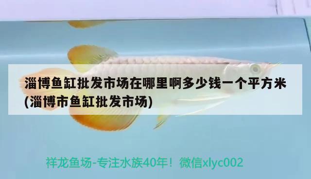 淄博魚缸批發(fā)市場在哪里啊多少錢一個(gè)平方米(淄博市魚缸批發(fā)市場) 白化火箭