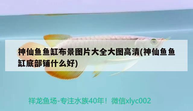 神仙魚魚缸布景圖片大全大圖高清(神仙魚魚缸底部鋪什么好)