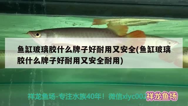 魚缸玻璃膠什么牌子好耐用又安全(魚缸玻璃膠什么牌子好耐用又安全耐用) 金龍福龍魚