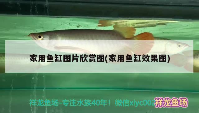 家用魚缸圖片欣賞圖(家用魚缸效果圖) 九鼎魚缸