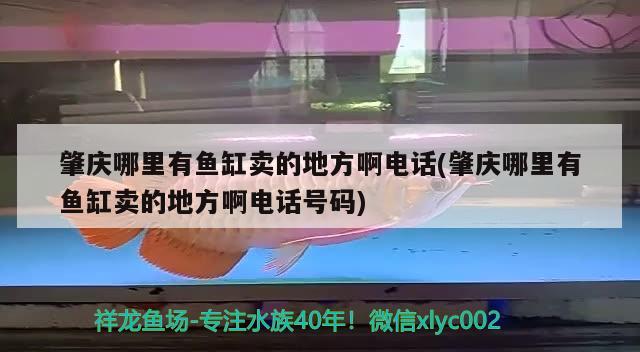 肇慶哪里有魚缸賣的地方啊電話(肇慶哪里有魚缸賣的地方啊電話號(hào)碼)