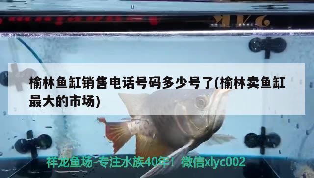 榆林魚缸銷售電話號碼多少號了(榆林賣魚缸最大的市場) 大嘴鯨魚