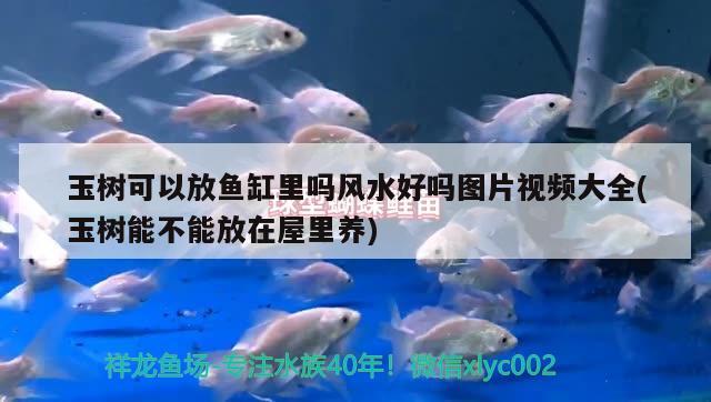 玉樹可以放魚缸里嗎風(fēng)水好嗎圖片視頻大全(玉樹能不能放在屋里養(yǎng)) 魚缸風(fēng)水