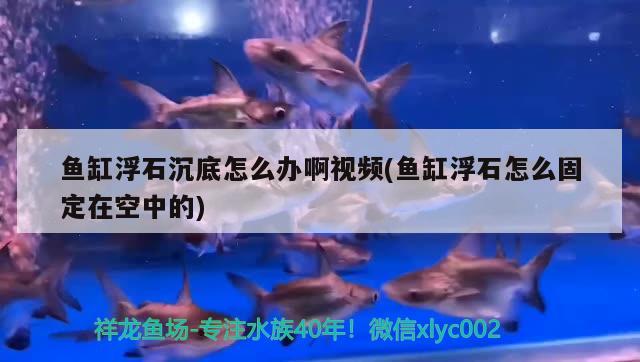 魚缸浮石沉底怎么辦啊視頻(魚缸浮石怎么固定在空中的)