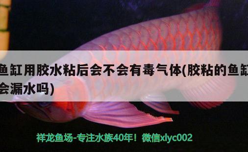 魚(yú)缸用膠水粘后會(huì)不會(huì)有毒氣體(膠粘的魚(yú)缸會(huì)漏水嗎) 除藻劑