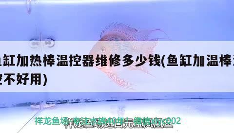 魚缸加熱棒溫控器維修多少錢(魚缸加溫棒溫控不好用) 新加坡號半紅龍魚（練手級紅龍魚）