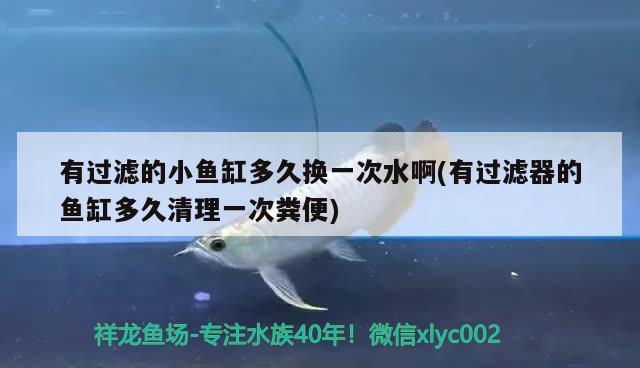 有過濾的小魚缸多久換一次水啊(有過濾器的魚缸多久清理一次糞便)