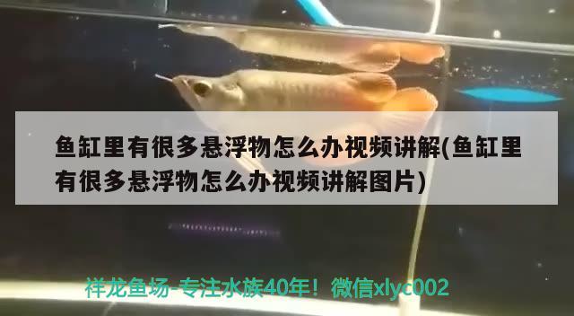 魚缸里有很多懸浮物怎么辦視頻講解(魚缸里有很多懸浮物怎么辦視頻講解圖片)