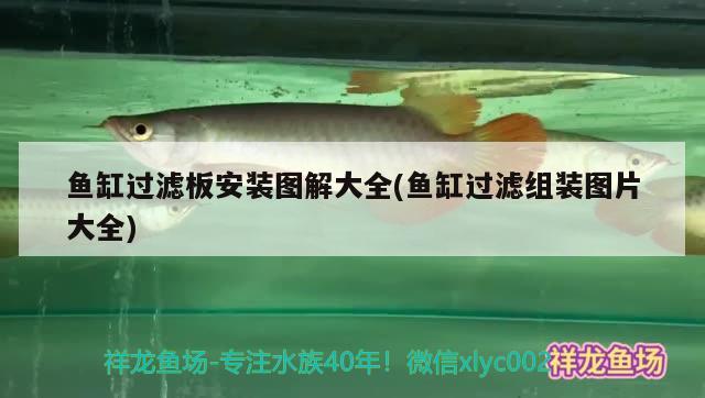 魚缸過濾板安裝圖解大全(魚缸過濾組裝圖片大全)