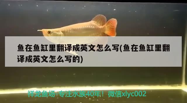 魚在魚缸里翻譯成英文怎么寫(魚在魚缸里翻譯成英文怎么寫的) 巨骨舌魚