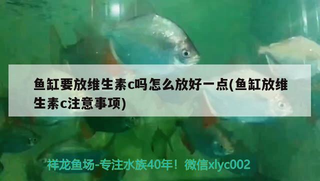 魚缸要放維生素c嗎怎么放好一點(diǎn)(魚缸放維生素c注意事項(xiàng))