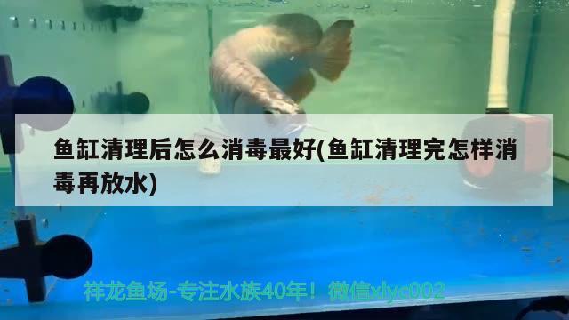 魚缸清理后怎么消毒最好(魚缸清理完怎樣消毒再放水) 龍魚專用燈