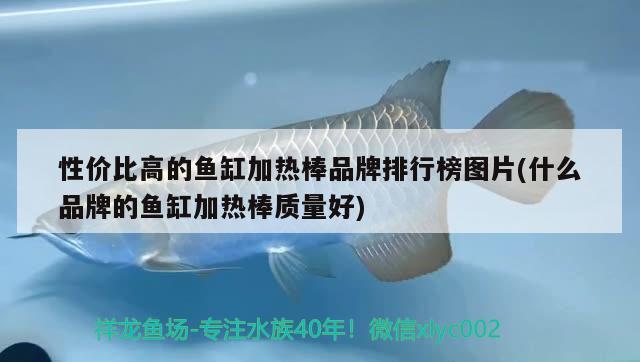 性價比高的魚缸加熱棒品牌排行榜圖片(什么品牌的魚缸加熱棒質(zhì)量好)